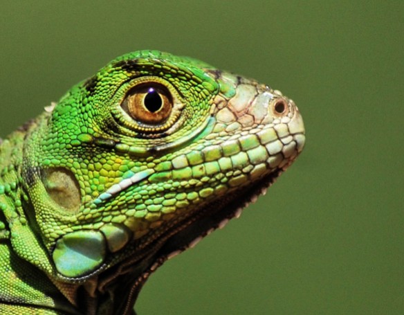 baby green Iguana